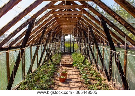 Covered Greenhouse For Growing Homemade Tomatoes, From Wooden Bars. Inside View. Home Production By 