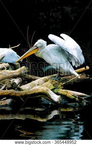 A Large, White Aquatic Pelican Flaps Its Wings Over A Pond. Sitting On Tree Trunks.