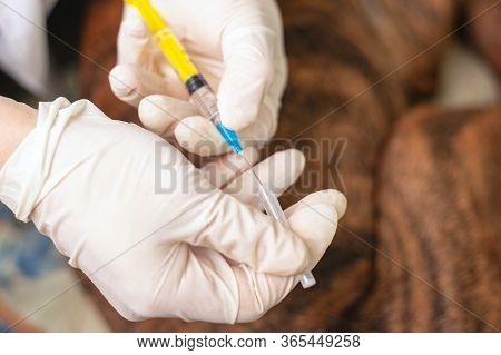 A Veterinarian With A Syringe Euthanizes A Dog. Animal Treatment.