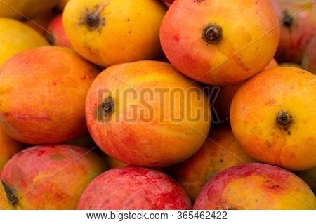Mangos, Juicy Stone Fruits (drupe), Produced From Flowering Plant Genus Mangifera, Are On Display Fo