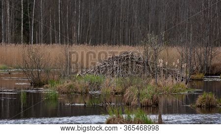 Beaver Lodge In Swamp Near Forest. Beaver House, Hut, Lodge