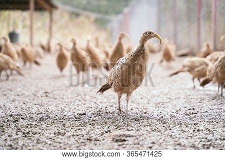 Many Female Common Pheasants On The Bird Breeding Farm. All Birds Are Wearing Plastic Beak Attachmen