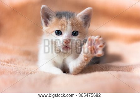 Close-up Portrait Of Funny, Cute, Beautiful Tree-colored Ginger Kitten.adorable Little Pet With A Ra