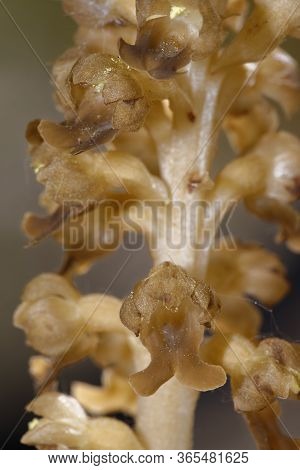 Bird's Nest Orchid - Neottia Nidus-avis
Detail Close-up Of Flower Spike