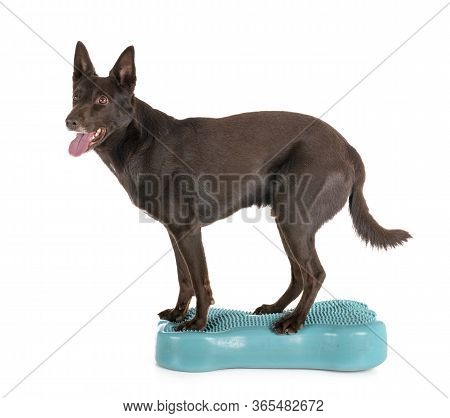 Australian Kelpie In Front Of White Background