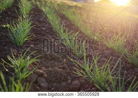 The Onion Beds On Chernozem. Green Onion Shoots At Sunset. Green Sprouts On The Ground.