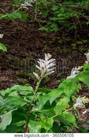 A Picture Of Some Maianthemum Racemosum Flowers.      Vancouver Bc Canada