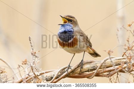 Bluethroat Sings At Sunrise By The River. Bird Sitting On A Plant Stem