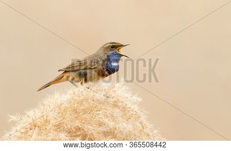 Male Bluethroat Sings Sitting On A Reed