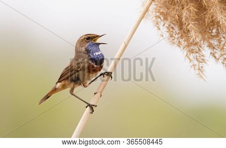 Morning On The River. Male Bluethroat Sings Sitting On A Reed