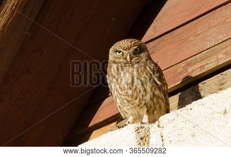 Little Owl, Athene Noctua. Bird Close-up Sitting Under The Roof Of The House