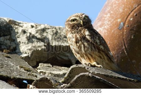 Little Owl, Athene Noctua. Owl Sits On The Roof Near The Chimney