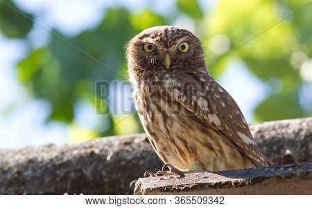 Little Owl, Athene Noctua. Owl Sits On The Roof Of The House On A Background Of Green Tree