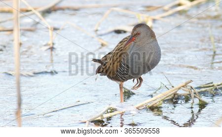 Water Rail, Rallus Aquaticus. Standing On One Paw