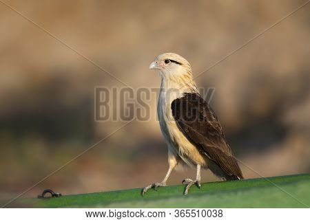 Close Up Of A Yellow-headed Caracara (milvago Chimachima) Perched On A Green Boat, South Pantanal, B
