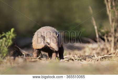 Close Up Of A Six-banded Armadillo (euphractus Sexcinctus) In The Field, South Pantanal, Brazil.