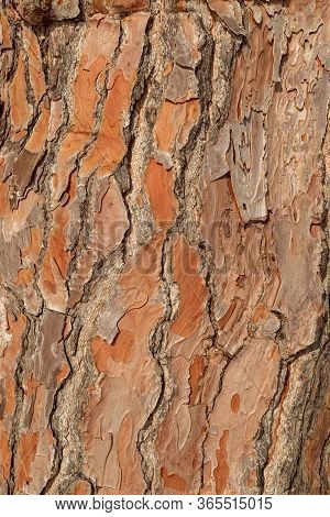 Texture Pine Tree Bark, Detailed Shot. Natural Pine Tree Bark Abstract Background