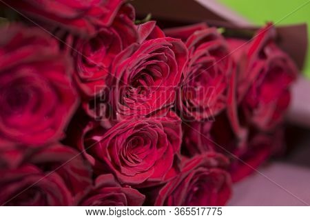 Beautiful Red Roses On A Green Background. Beautiful Rose. Beautiful Bouquet. Red Rose.