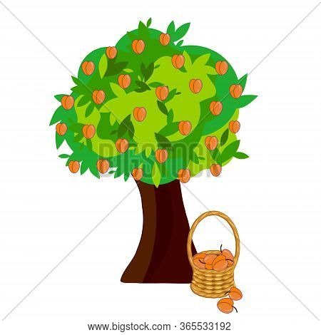 Apricot In Basket Wicker With A Vine Under Plum Tree. Fruit Art Design Elements Object Isolated Stoc