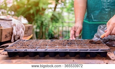 Home Gardening When Lock Down And Self-quarantine. Planting Seeds In Soil At Botanic Garden During T