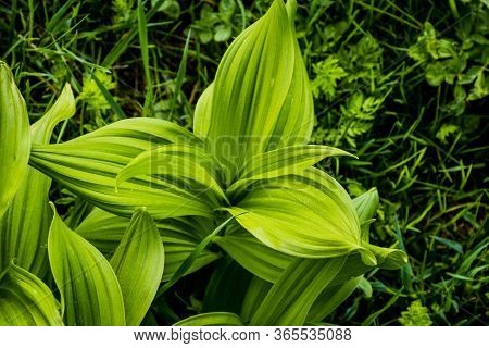 Close-up Of A Hellebore Among The Meadows In The Pre-alps In Recoaro Mille, Vicenza, Talia