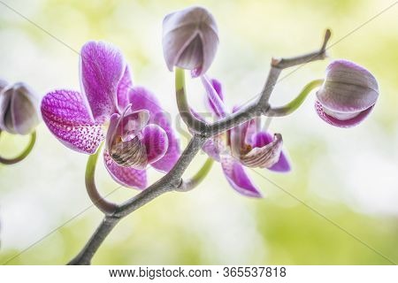 Purple Orchid Flowers On A Fresh Green Background At A Wellness Spa