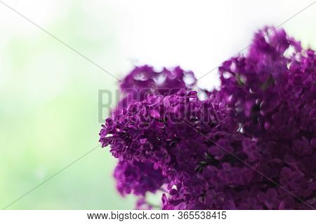 Purple Lilac Flowers With Fresh Green Leaves On Blurred Bokeh Background With Selective Focus. Color