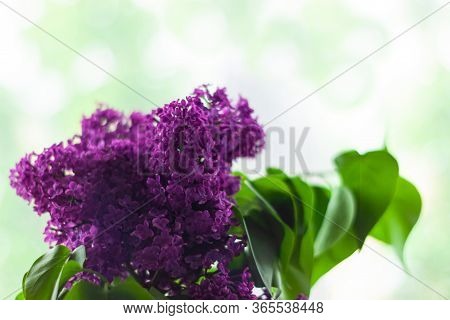 Purple Lilac Flowers With Fresh Green Leaves On Blurred Bokeh Background With Selective Focus. Color