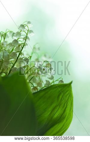 Amazing Blooming Lilies Of The Valley With Green Leaves. Blurred Bokeh Lights High Key Minimal Style