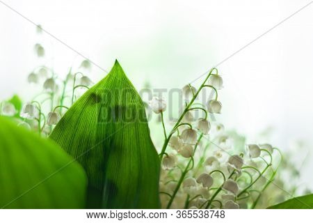 Amazing Blooming Lilies Of The Valley With Green Leaves. Blurred Bokeh Lights High Key Minimal Style