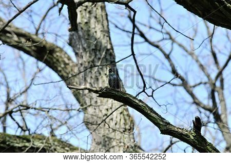 The Common Starling, European Starling - Is A Medium-sized Passerine Bird In The Starling Family, St
