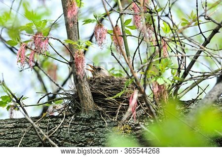 The Bird Hatches Out Eggs In A Nest.the Fieldfare (turdus Pilaris) Is A Member Of The Thrush Family 