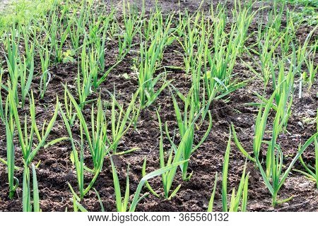 Young Green Garlic Growing. Young Garlic Plants. Seedlings. Gadening.sprouts Of Garlic. Organic And 