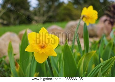 Yellow Daffodils In The Garden At Spring, Selective Focus
