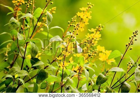 Yellow Galphimia Or Gold Shower Flower (thryallis Glauca Kuntze) With Sunlight