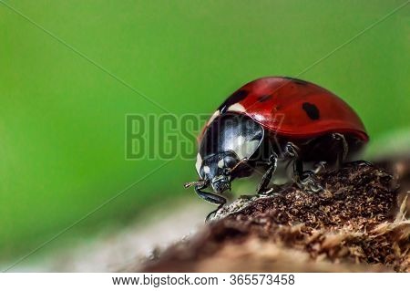 Ladybug With Black Eyes In Macro