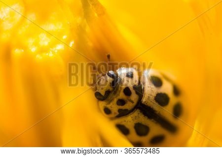 Little Ladybug In Macro Hid In Yellow Petals Of Dandelion. Concept Of Macroworld