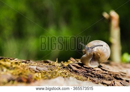 Little Snail On A Tree Branch Under The Sun