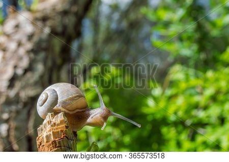 Little Snail On A Tree Branch Under The Sun. Snail In Brown Colors On Green Blurred Background. Conc
