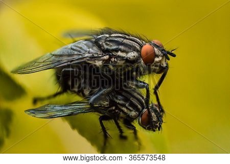 Two Flies On  Yellow Background