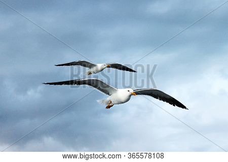 Seagull Lesser Black-backed Gull Larus Fuscus Two Flying In The Sky. Seagull Concept