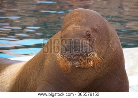 Big Walrus. Cute Big Brown Walrus In The Dolphinarium Posing