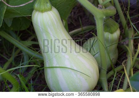 Unripe Green Squash Or Pumpkin On The Organic Garden Plant