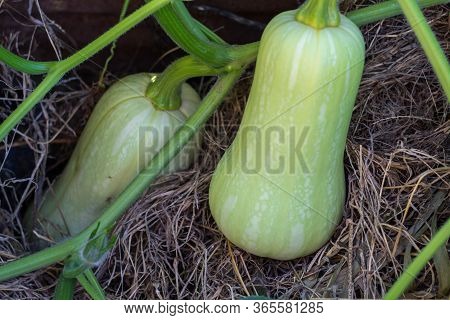 Unripe Green Squash Or Pumpkin On The Organic Garden Plant