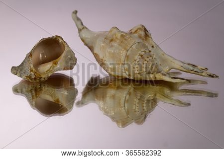 Small Seasnail Shell, Broken By The Sea