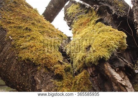 Branch Moss Brown Green Nature In The Forest