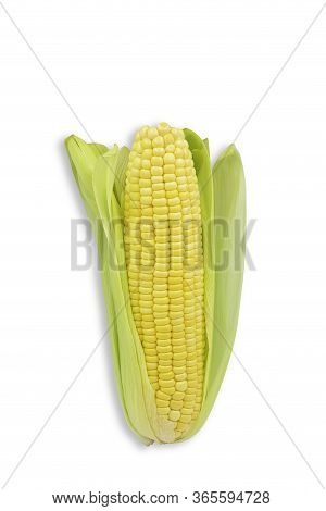 Single Cob Raw Whole Organic Sweet Corn On White Isolated Background With Clipping Path. Sweet Corn 