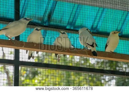 Jalak Bali, An Endemic Bird From Bali, Indonesia. The Pretty Bal