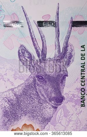 Taruca A Portrait From Argentine Money - Peso