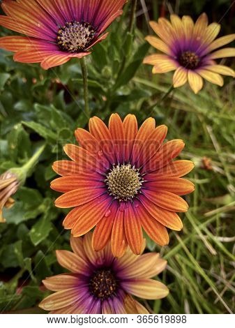 Beautiful Blooming Colorful Flowers, Orange Flower With Green, Garden, Makro